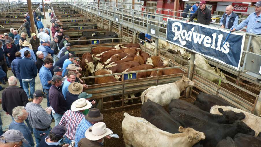 SALE: Cattle will be sold from the West Gippsland and Yarra Valley areas.