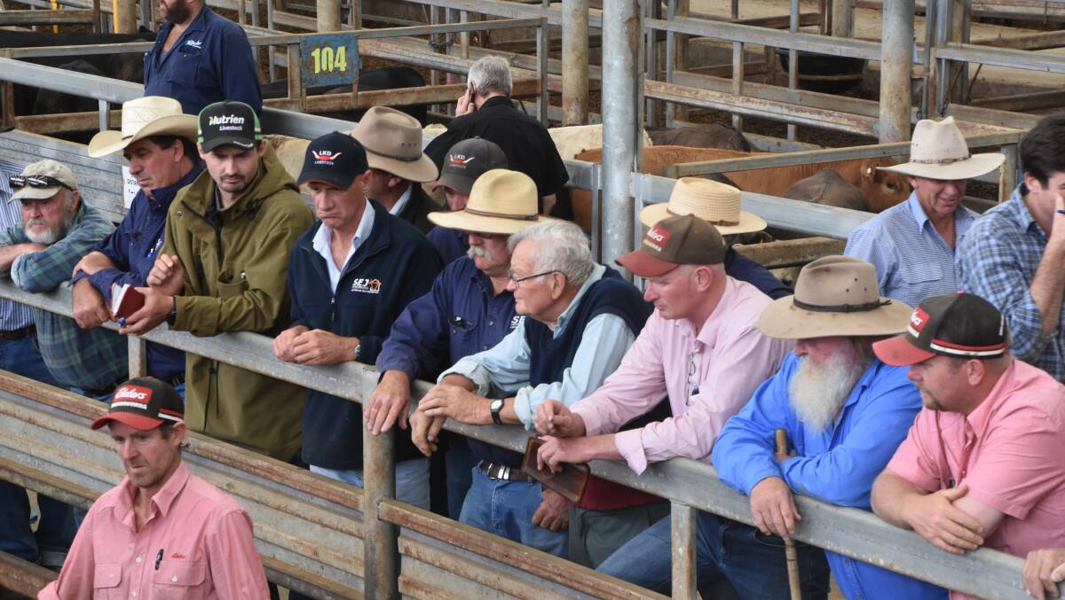 Agents yarded more than 3000 cattle at Leongatha on Friday. File photo