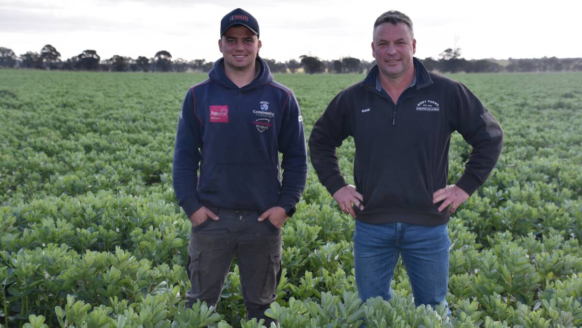 OPTIMISTIC: Father and son duo Jaxon and Shane Bibby, Navarre, standing in a paddock of Samira beans. Photo by Gregor Heard.