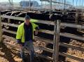 Byron Blain, Cowleys Creek, Timboon, sold 121 cattle at Mortlake, including Angus-cross grown steers to a top price of 336c/kg or $1937.