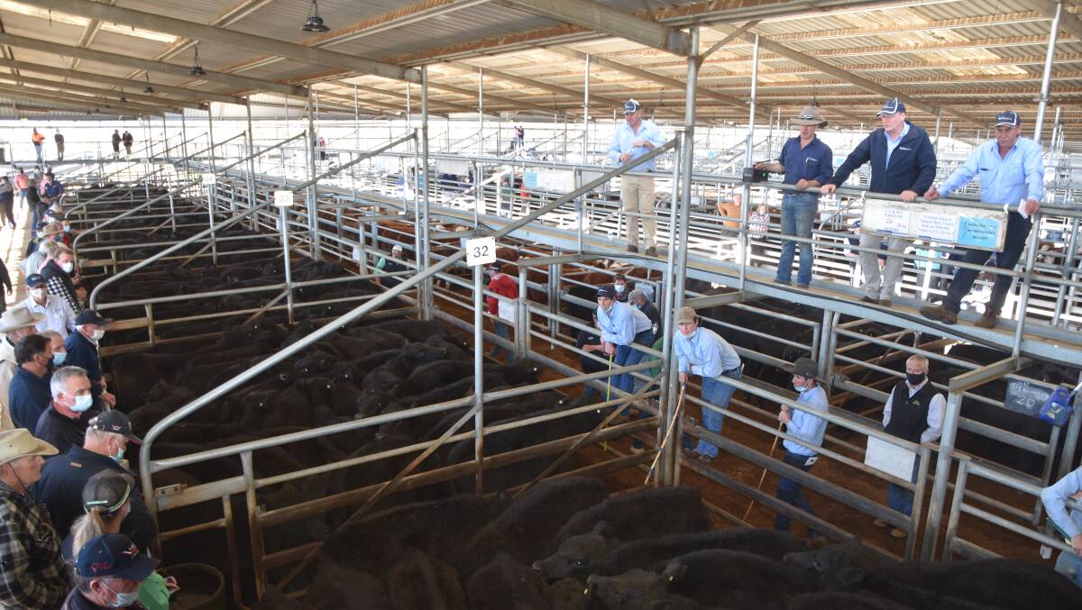 MARKET: About 1000 cattle were yarded at Bairnsdale for the final store sale in East Gippsland for 2021. File photo.