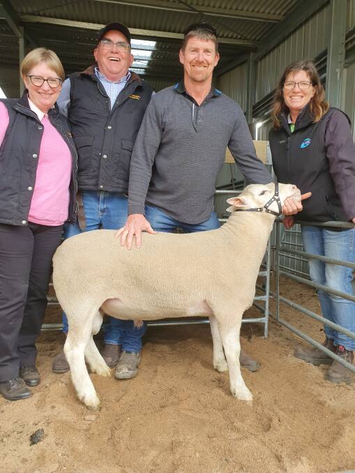 RAM: Waratah White Suffolk principals Debbie and Steve Milne with the top-priced $9000 ram bought by Shane and Jodie Foster, Boonaroo White Suffolks.