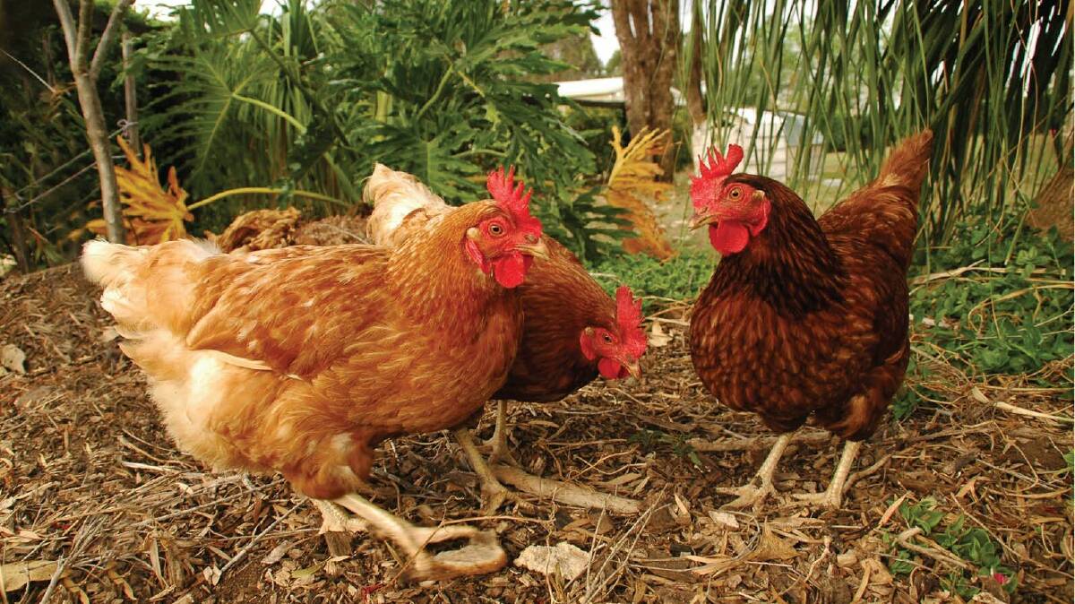 HEALTHY CHOOKS: The tips will improve performance.