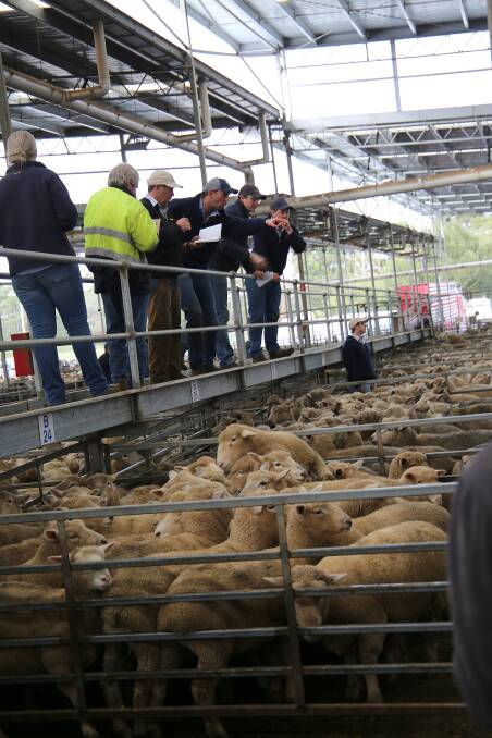 UNDER THE HAMMER: Sheep sold at Hamilton's store sale on Wednesday. Photo by Tracey Kruger.