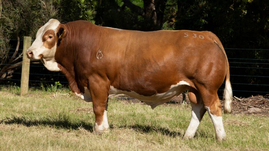 Grangeburn Simmental top-priced bull Secret Weapon bought by NSW commercial breeder
