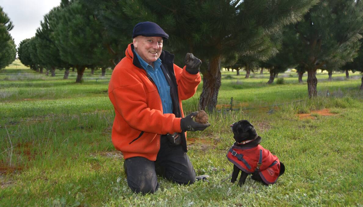 UNIQUE OPERATION: Peter Stahle, The Airstrip, Highlands, claims to have the largest white truffle farm in Australia. Pictured with Pug and truffle dog Jose. Photo by Annabelle Cleeland.