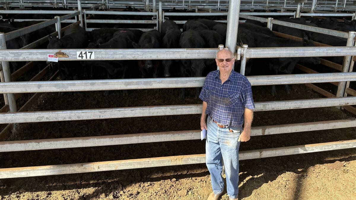 Alec Hinkle, Mortlake, with his pen of 12 Angus grown steers, 635kg, which made 338c/kg or $2146 to Elders Kerr & Co. Pictures by Liz Fowler
