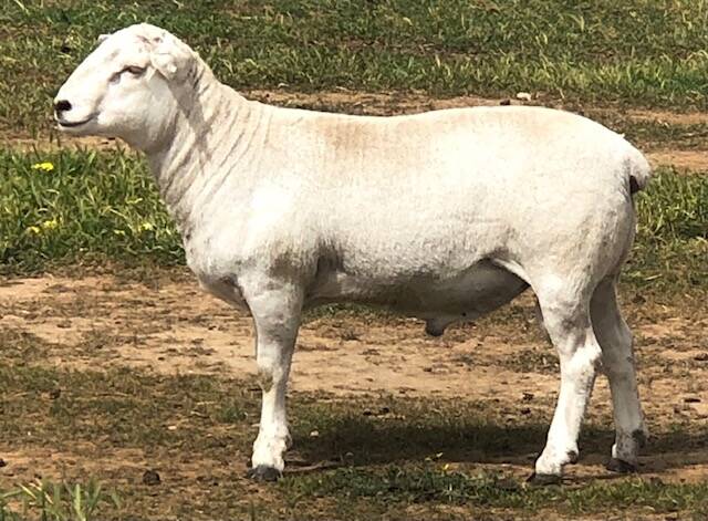 HEADING NORTH: Rosylynmead West Aussie White, Lot 11, was one of 15 rams bought by a NSW buyer.