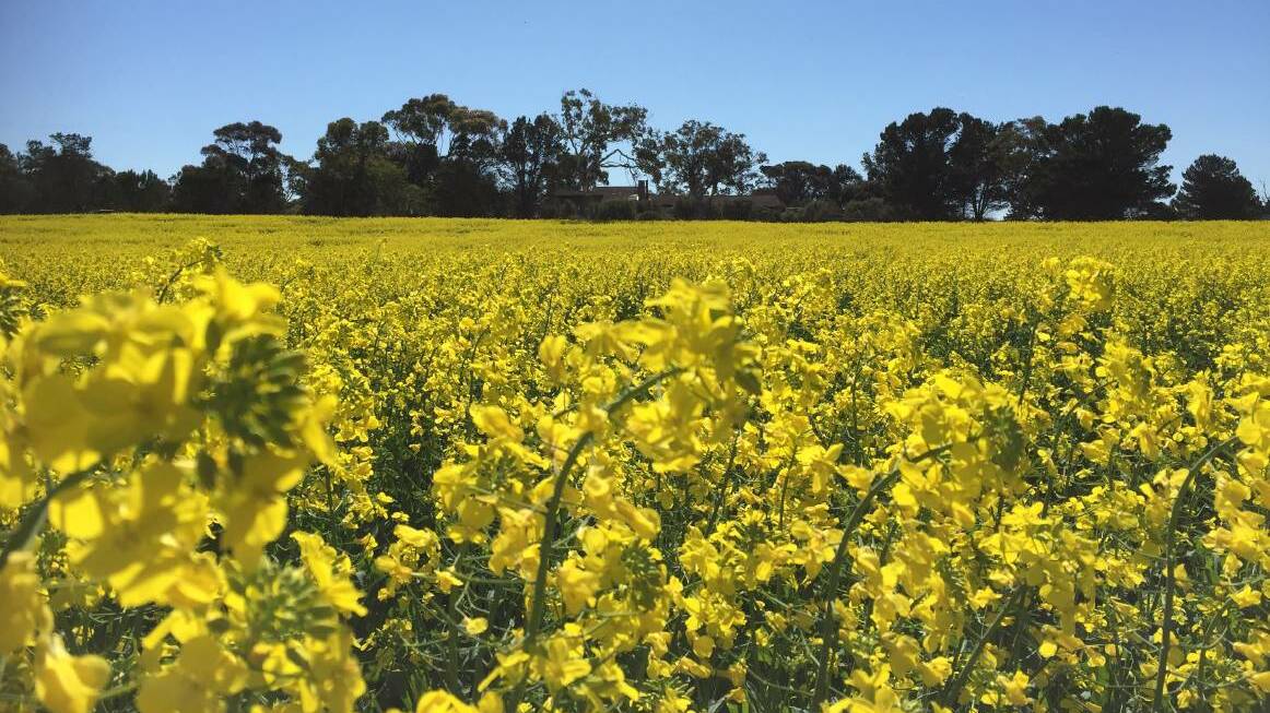 IN COURT: The Torquay commercial flower grower was fined $75,000. File photo.
