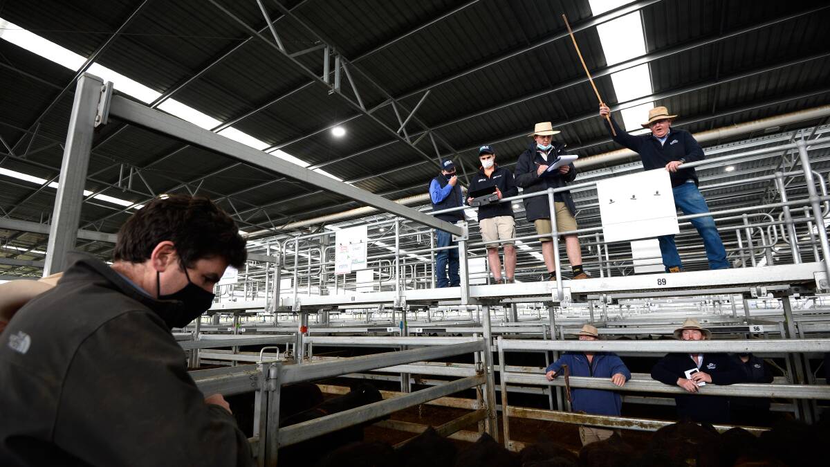 LOCKED DOWN: Restrictions in saleyards will continue for the forseeable future. Photo by Adam Trafford.