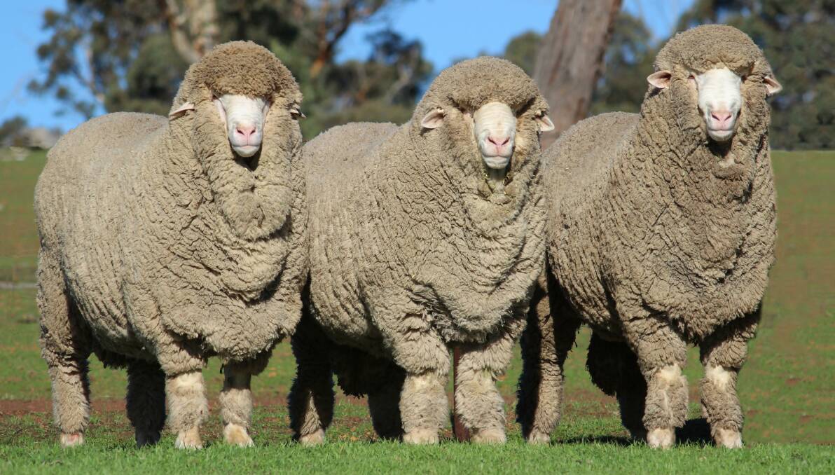 Victoria and Tasmania's best Merino studs for 2022 have been revealed.