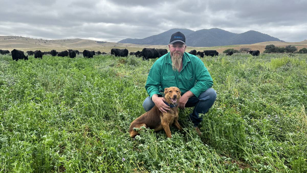 LUCERNE PADDOCK: Dave Pooley manages Livingstone Waters based in the Omeo district and said the calves from the enterprise set to be sold at Hinnomunjie would be genuine eight and nine-month-old weaners.