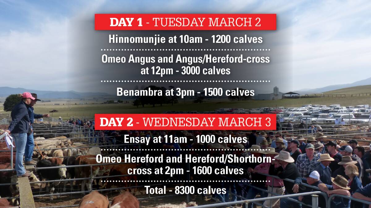 BACK-TO-BACK: The first of five Mountain Calf Sales will be held at Hinnomunjie on March 2.