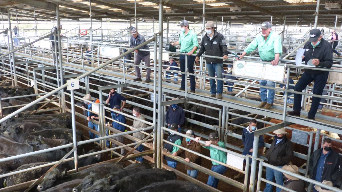 SALE-O: Agents yarded 1300 cattle at Bairnsdale on Friday. File photo.