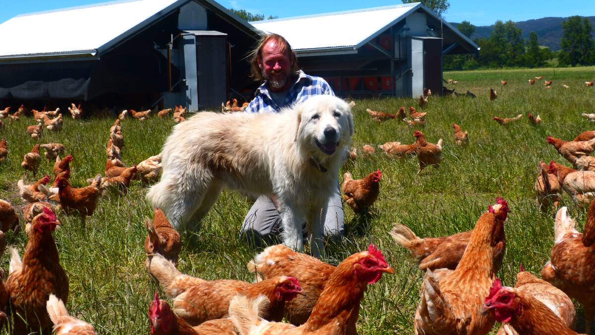 SUSTAINABLE PRINCIPLES: Biodynamic egg farmer Ian Onley, Gormandale, with Maremma Oscar, says he is struggling to meet demand with his free range eggs.