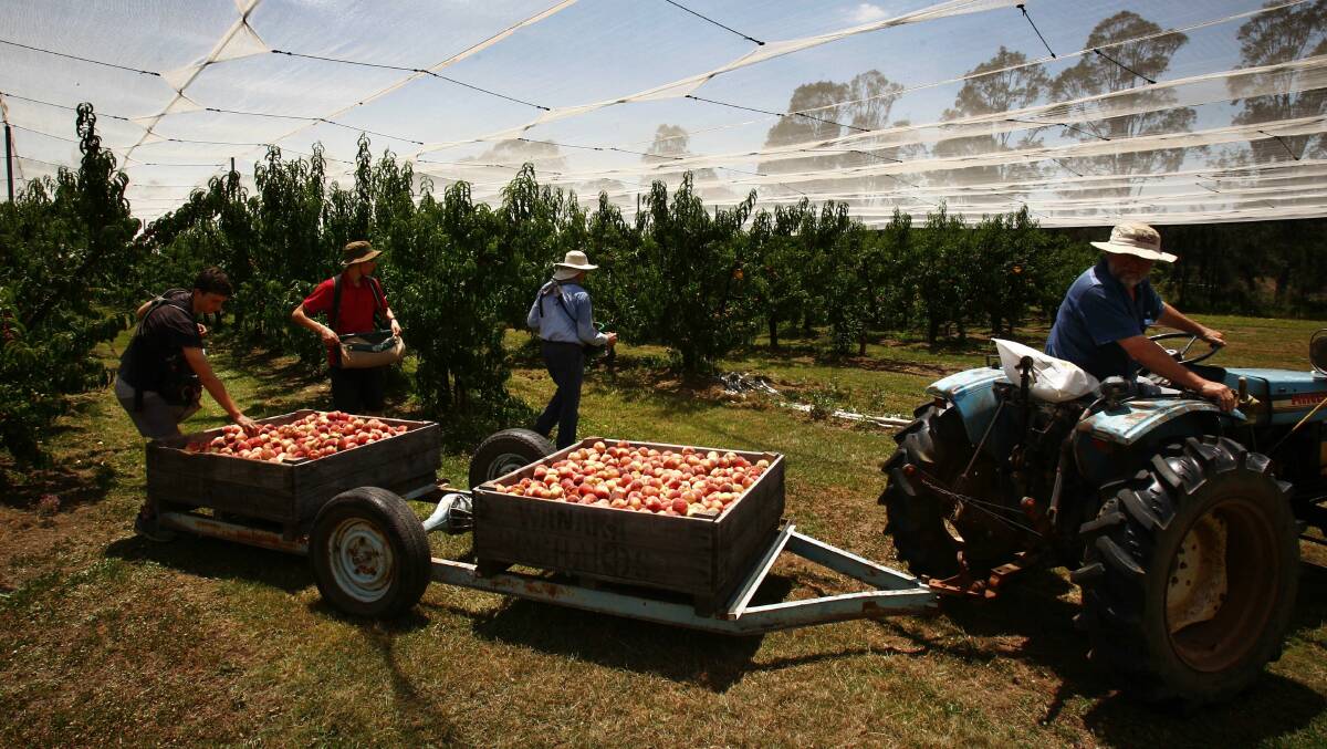 HELPING HAND: New insights will be given to fruit pickers across Australia. File photo.