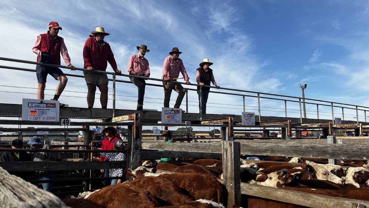 A combination of cost of living pressures could determine the strength of cattle prices in January.