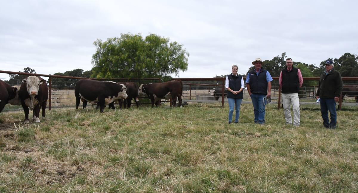 Elders Kerr & Co agents Molly Dennis and Craig Pertzel, with Elders Victoria and Riverina stud stock manager Ross Milne, and Yarram Park stud principal Antony Baillieu, with a pen of sale bulls. Picture by Jess Sharp