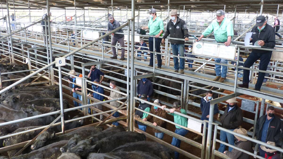 SOLD: Agents yarded about 600 cattle at Bairnsdale on Friday. File photo.