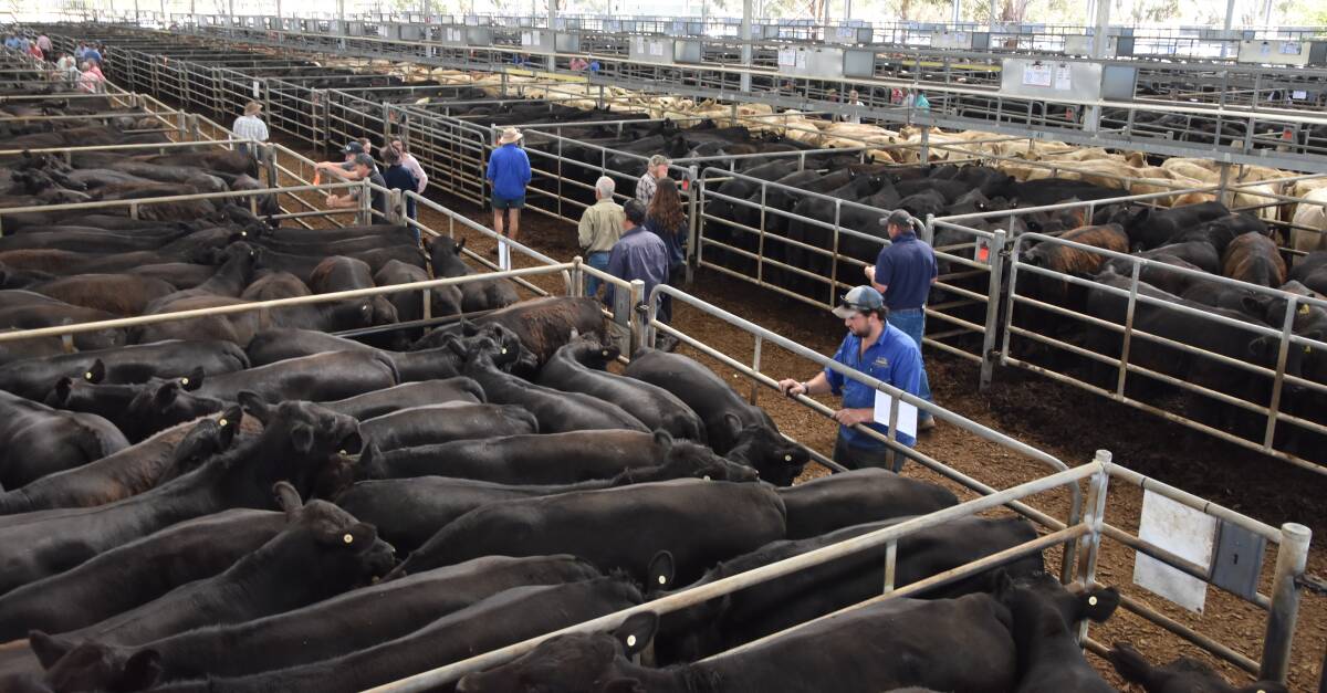SALE-O: Agents yarded about 3300 cattle at Yea on Friday for the Nurtien feature weaner sale. File photo.