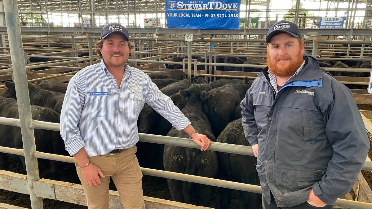 BIG SPEND: Charles Stewart Dove director/auctioneer Shelby Howard and livestock agent Andrew Dalton and with the top pen of Angus heifers, 505kg, consigned by J&G Carson, Irrewillipe, which sold for $2660.