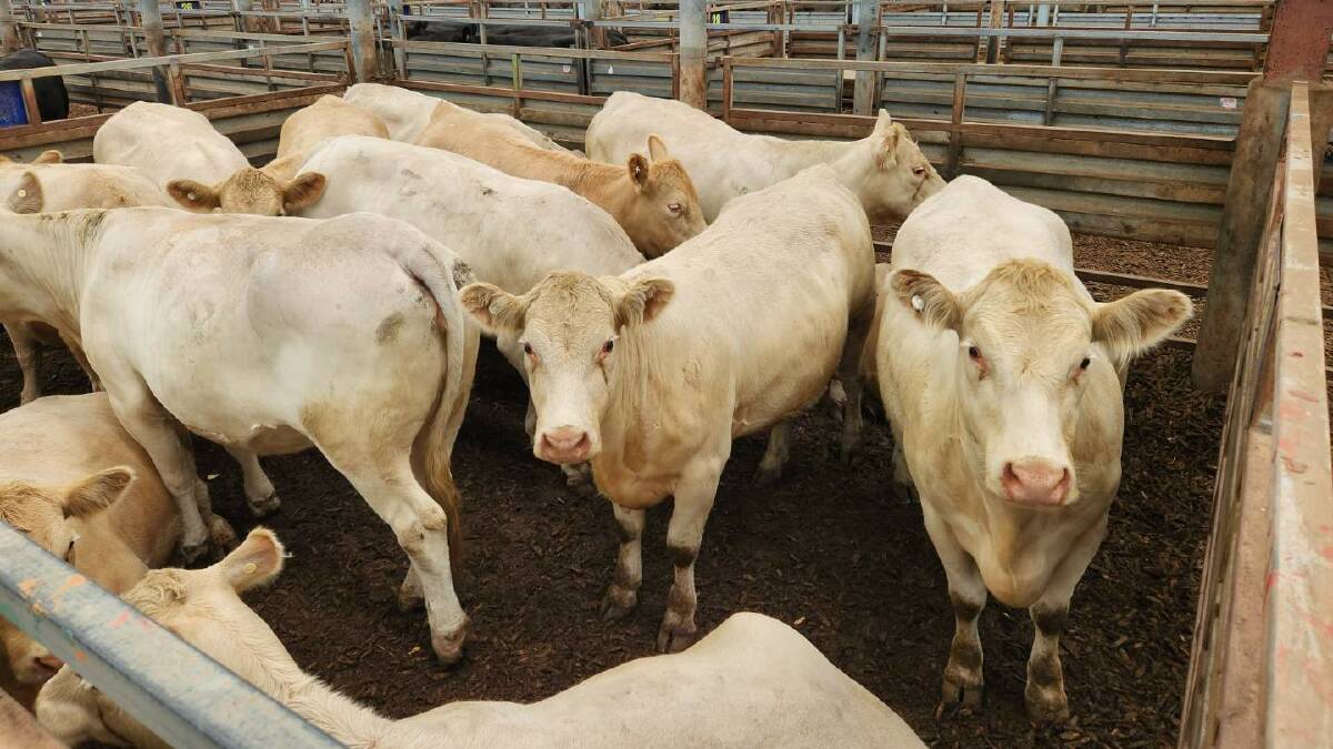 Account G Smith sold 13 pregnancy-tested-in-calf heifers with calves at foot for $3500 at Pakenham's feature female sale.