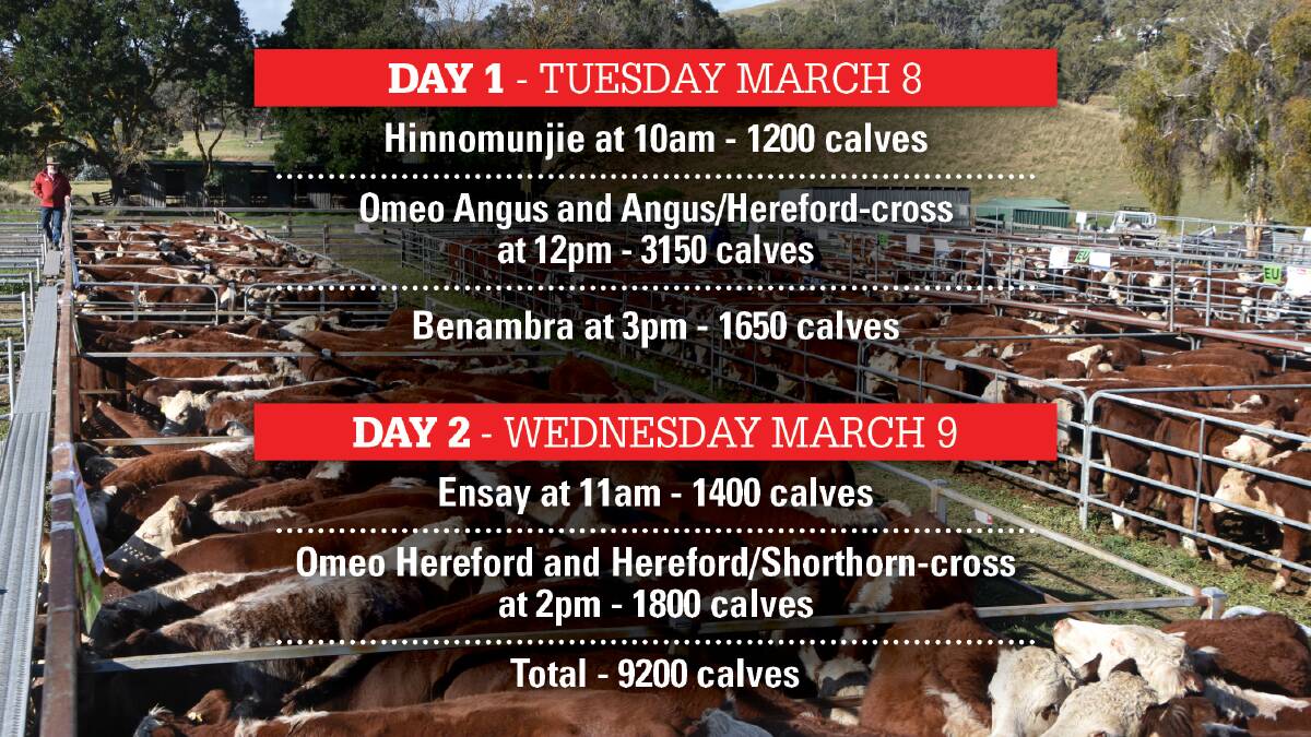 OUTLOOK: Five sales will be held over two days as part of the Mountain Calf Sales.
