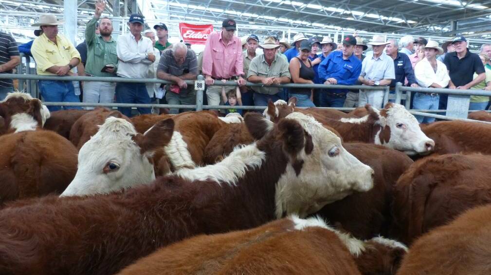 CATTLE: Agents are anticipating a lower yarding at next month's Wangaratta weaner sales.