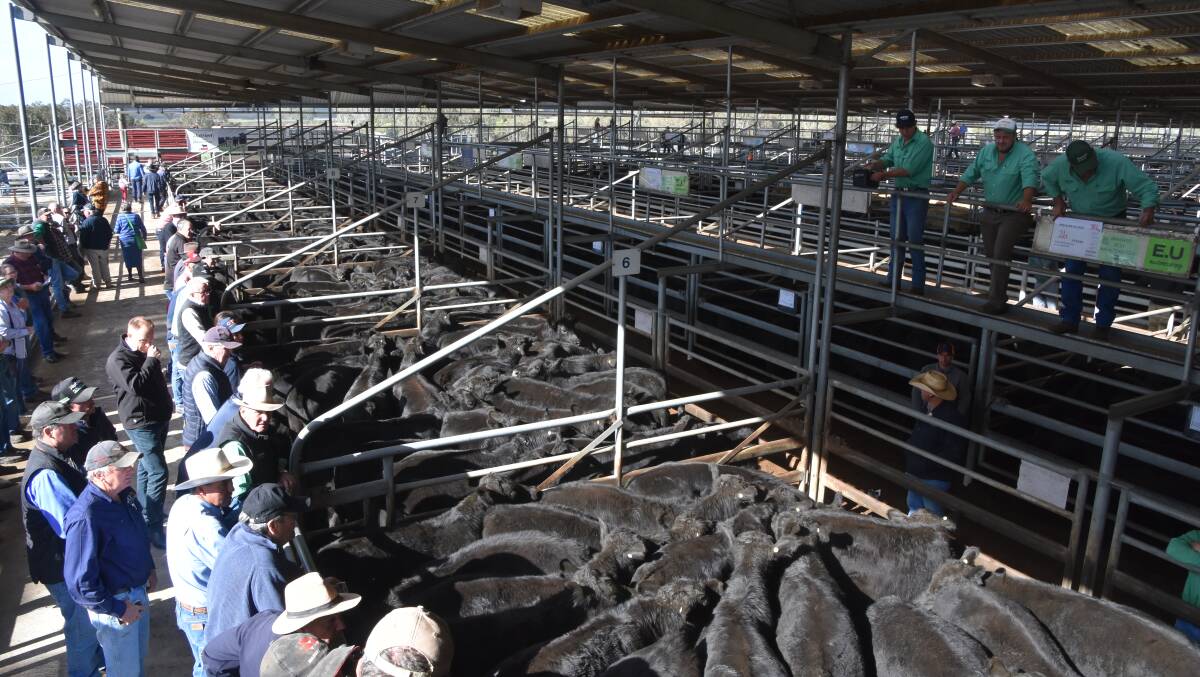 SALE-O: Fewer than 300 cattle were yarded at Bairnsdale's first store cattle sale on Friday.