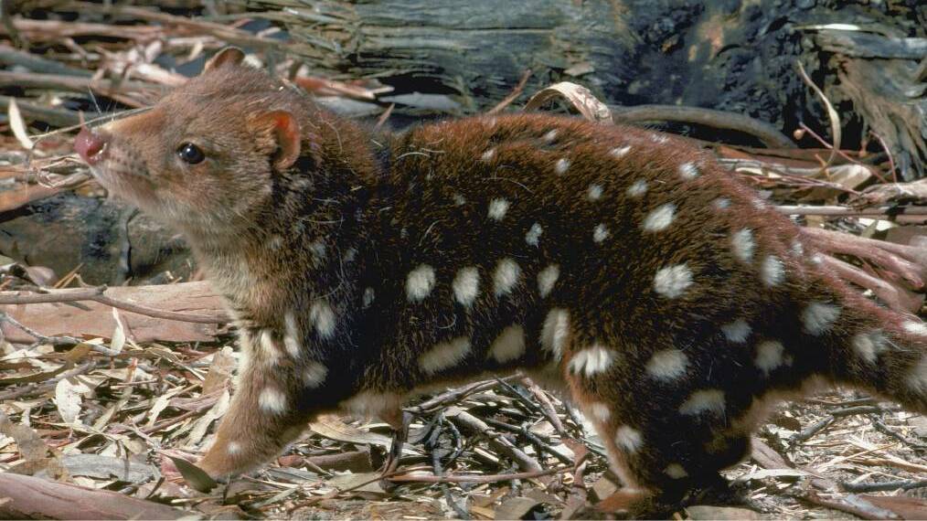 ENDANGERED: The spot-tail quoll. Photo by ACM.