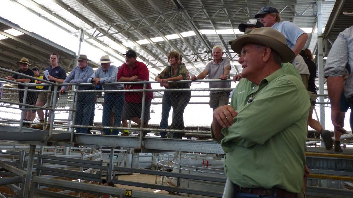 SOLD: South Gippsland fatteners were prominent at Sale's store sale on Friday. File photo.
