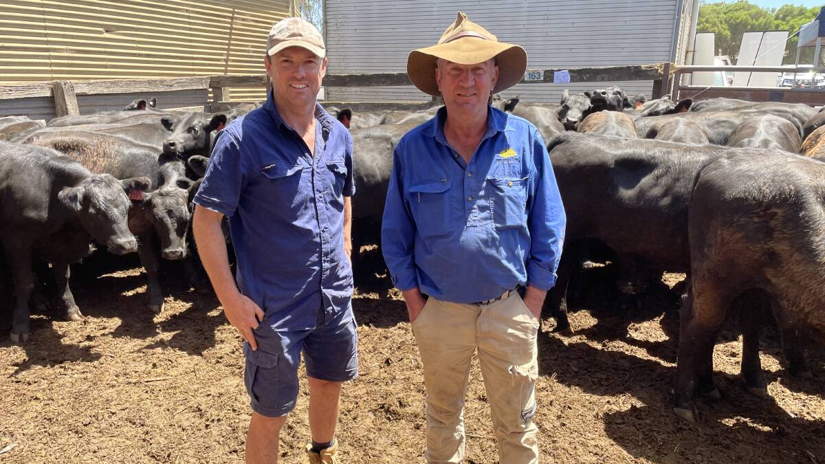 Dale Mibus and Henry Compton, Mibus Bros, Sandy Camp, Gorae West, sold 95 Angus weaner steers at Hamilton on Tuesday to a top price of $2083.