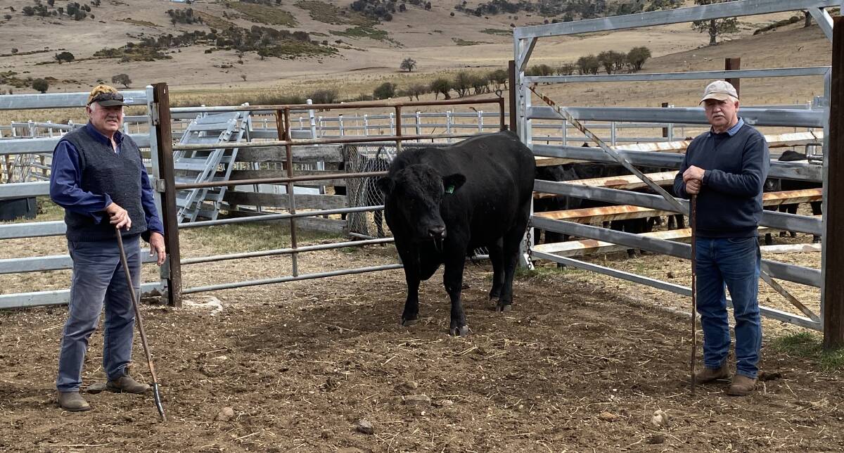 John Mundy and Wayne Davey, Bona Vista Farm Trust, Avoca, Tas, bought the top-priced Tamaroo Angus bull. Picture supplied