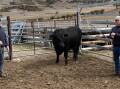 John Mundy and Wayne Davey, Bona Vista Farm Trust, Avoca, Tas, bought the top-priced Tamaroo Angus bull. Picture supplied