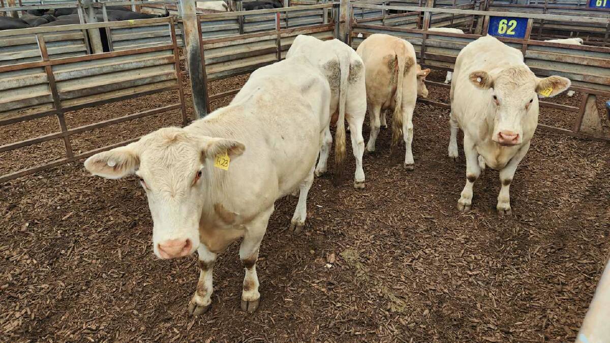 Account G Smith sold four Charolais heifers with calves at foot for $5100.