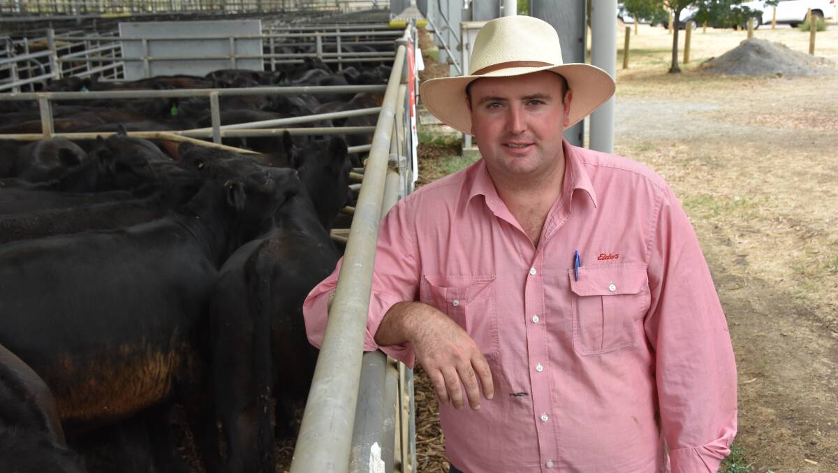 Elders Yea livestock manager Jamie Quinlan bought more than 1000 cattle for seven clients at the 2024 Mountain Calf Sales. File picture