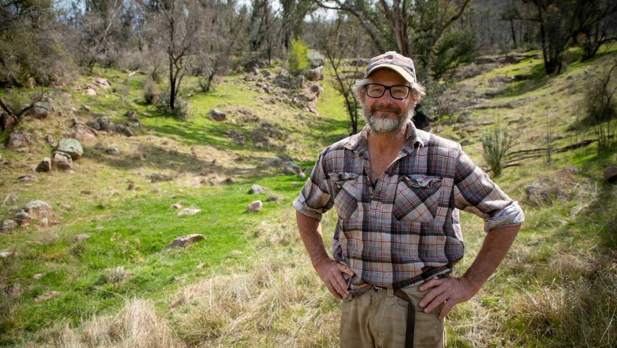 GRASS RECOVERY: Mount Mittamatite sheep farmer Stephen Hill lost his entire property near Corryong during the Black Summer bushfires.