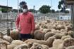 Bendigo Merino ewes sell to $295 in 'tough going' special sale
