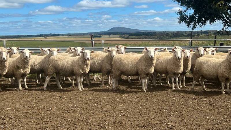 Celia Scott and Peter Male, Armdeen Farms, Poolaijelo, sold 265 July 2022-drop composite ewe lambs for $202.