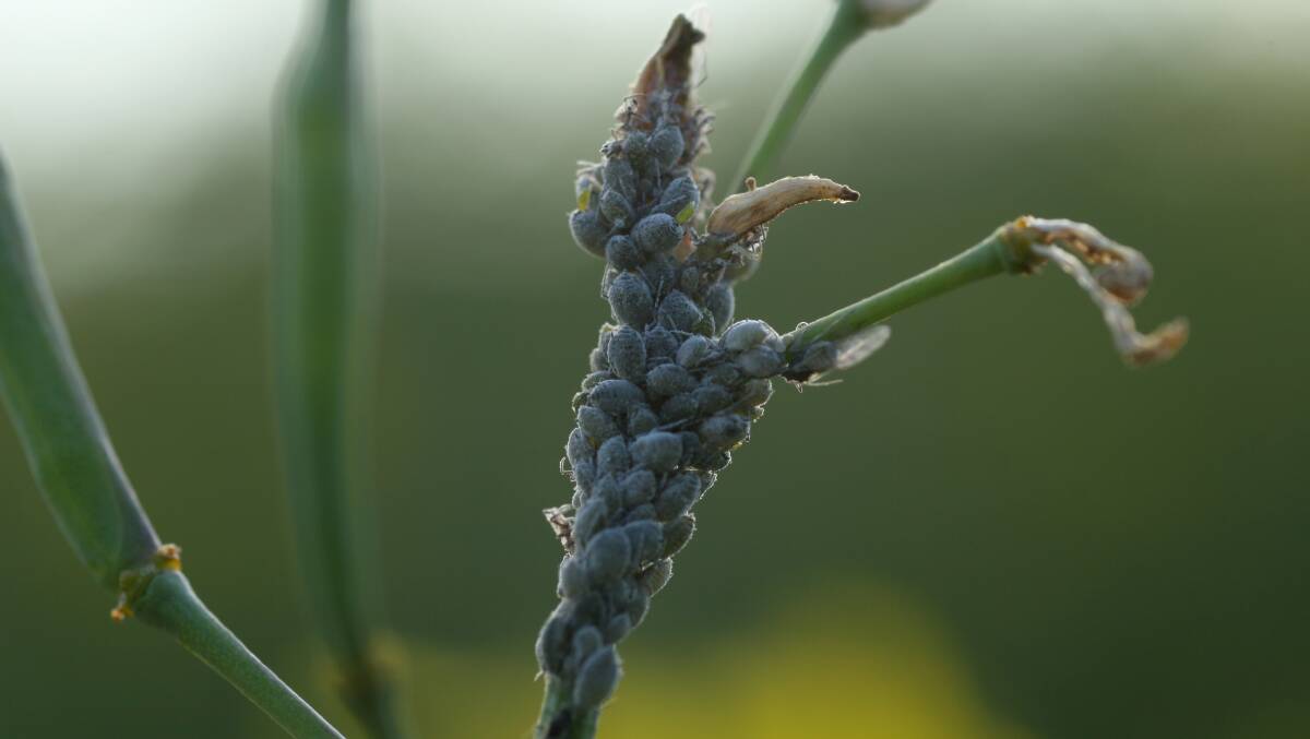 KEEP AN EYE OUT: Mild seasonal conditions are favourable to aphid colonies.