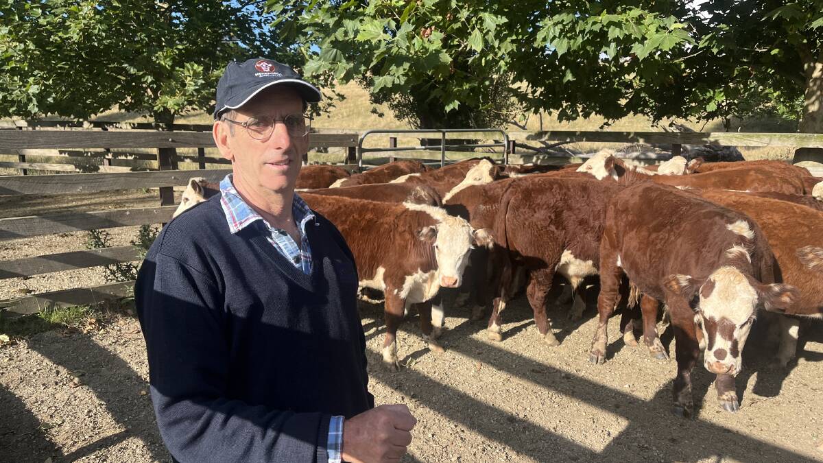 Ensay grazier Reece Newcomen will sell about 150 mixed-sex Hereford calves at the annual Mountain Calf Sale in March. Picture by Bryce Eishold