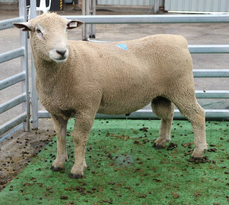 SALE-TOPPER: Goorambat stud Clear Hills sold 60 rams to a top price of $2900.