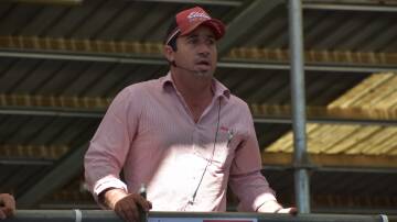 KNOCKED DOWN: Elders Bairnsdale livestock manager Morgan Davies said the sale offered a run of mixed-quality cattle.