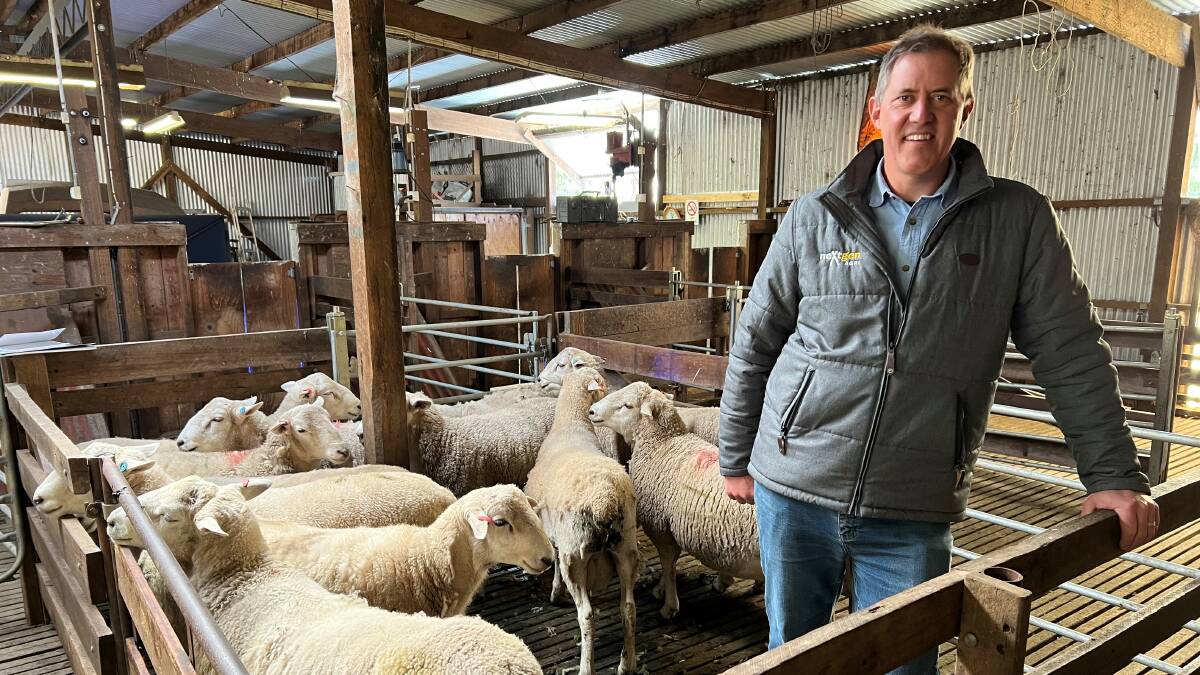 neXtgen Agri chief executive Mark Ferguson at the Alexander family's Walpa woolshed in Gippsland with some composite rams bought as lambs. Picture supplied