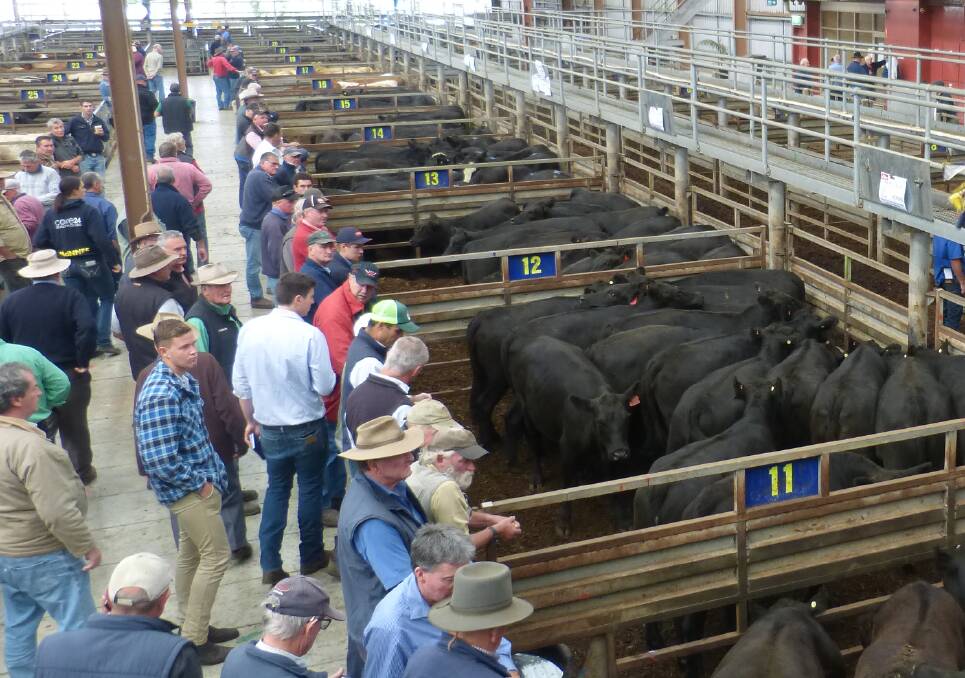 SOCIAL DISTANCE: Crowds at cattle sales have dropped since the industry started to experience higher prices earlier this year, including this sale at Pakenham.