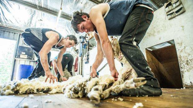 DOSE: Shearers are working without the jab.