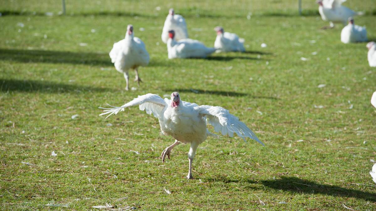 FREE RANGE: The farm processes about 10,000 birds each year.