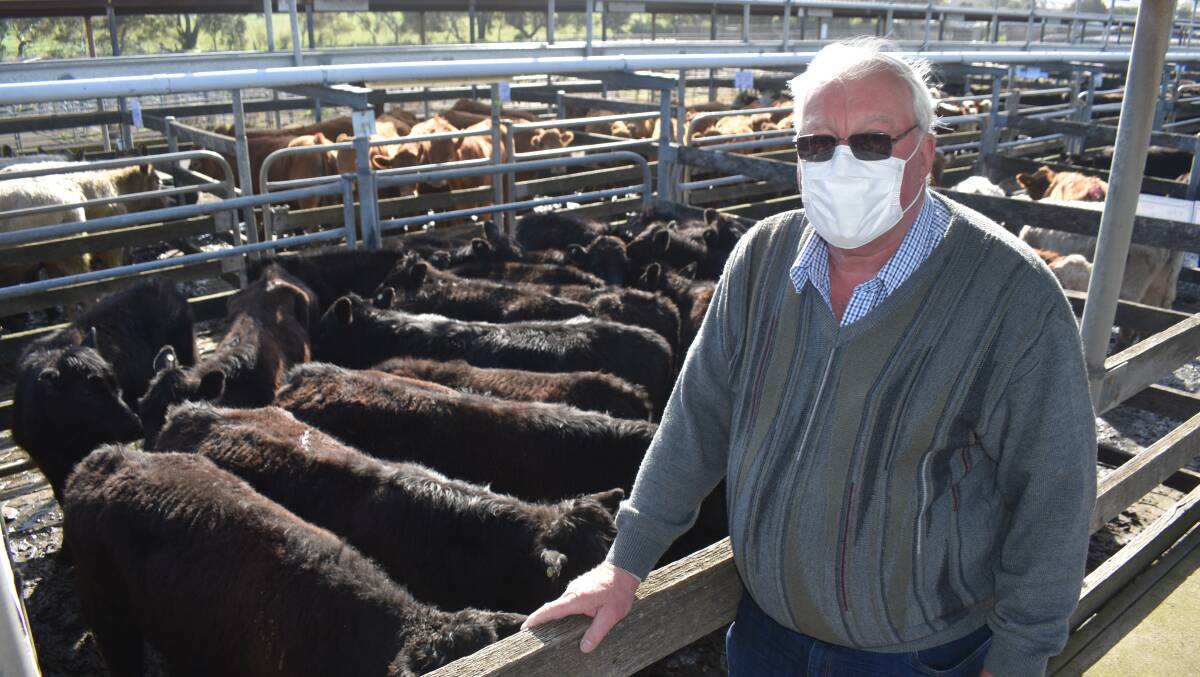 VENDOR: Geoff Youl, St Kitts, Yambuk, sold steers to 500 cents a kilogram at Warrnambool or $1485 on weights of 297 kilograms last Friday. Photo by Alastair Dowie.