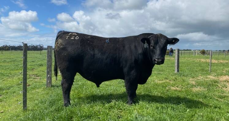 Francs Angus stud's top-priced bull, Lot 4, Francs Sterling Pacific, was bought by a north-central Angus stud during the family's first spring bull sale. Picture supplied