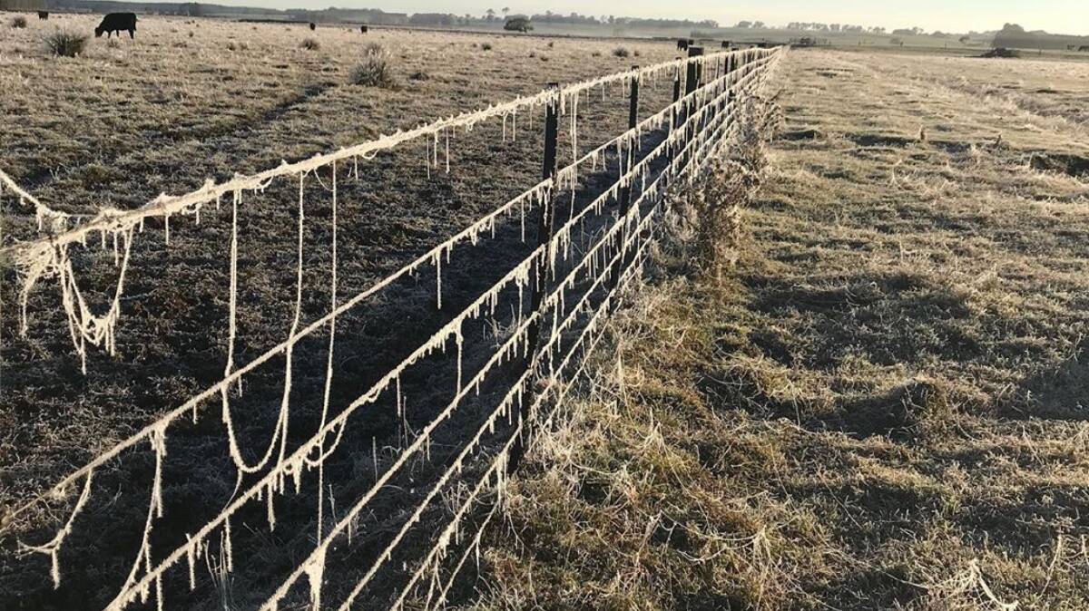 ICY: Tom French, Weeran Angus, took this photo of frozen cobwebs on the fence line at Byaduk, between Hamilton and Port Fairy, where the temperature dropped to 0°C.
